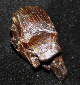 A leaf shaped tooth of Ankylosaurus, less that 1/2" long .